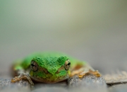 LOL赛事-奥斯梅恩一锤定音，丹麦童话提前上演—悬念终结于皇家社会之夜