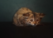 LOL决赛-从巴雷拉到独立，西班牙殖民统治下的赤道几内亚