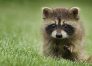 LOL赛事-2026世界杯之夜，他罚中的不是点球，是归途