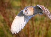 LOL决赛-武切维奇，当非典型关键先生重新定义比赛