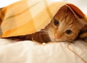 英雄联盟总决赛门票-平行宇宙的篮球擂台战，广厦力压奇才，字母哥跨队加冕关键先生