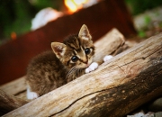 英雄联盟总决赛门票-2026世界杯之夜，神魔一念间，维尼修斯为宿敌之战的胜负手