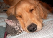 LOL赛事-节奏主宰者与东方火力，拉梅洛的组织艺术与广东队的压制性胜利