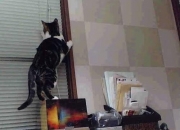 LOL赛事-双重风暴，克瓦拉茨赫利亚独角戏与加纳的集体狂想曲