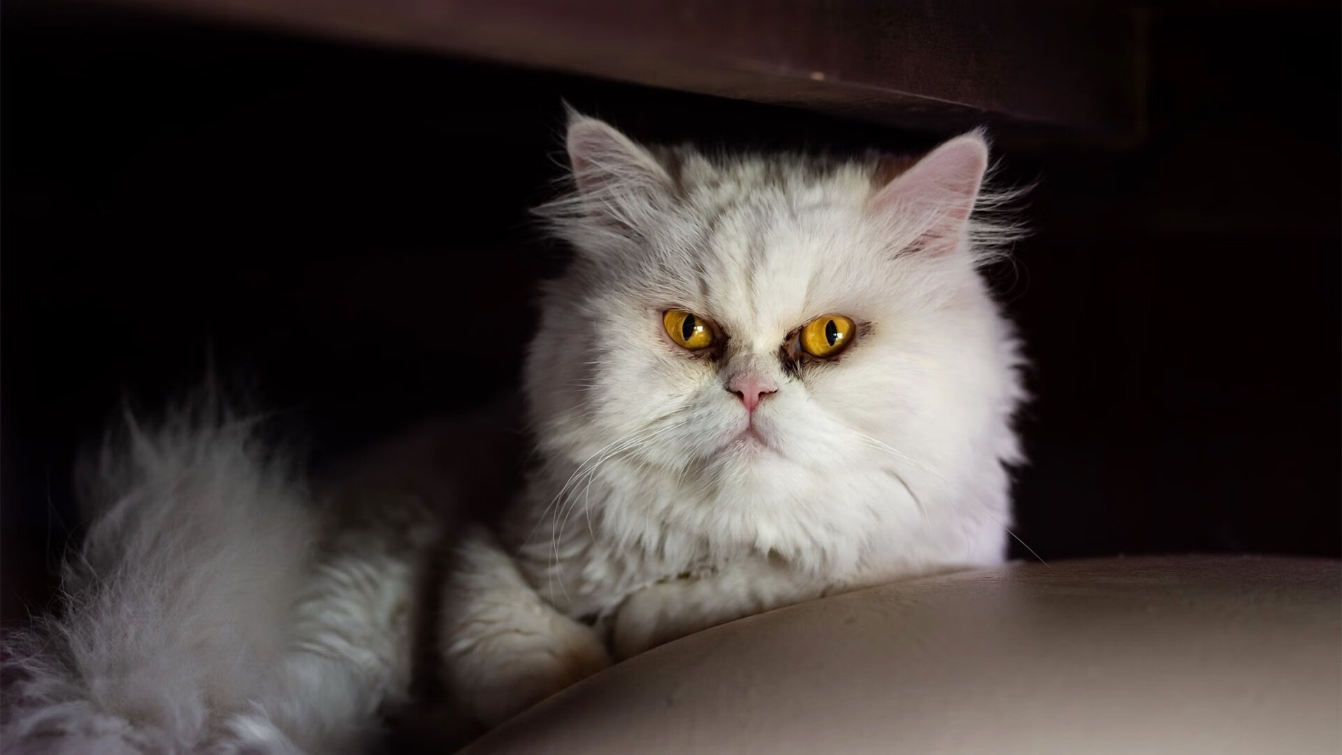 文班亚马化身关键先生狂砍30+12,热火正面击溃步行者迎三连胜