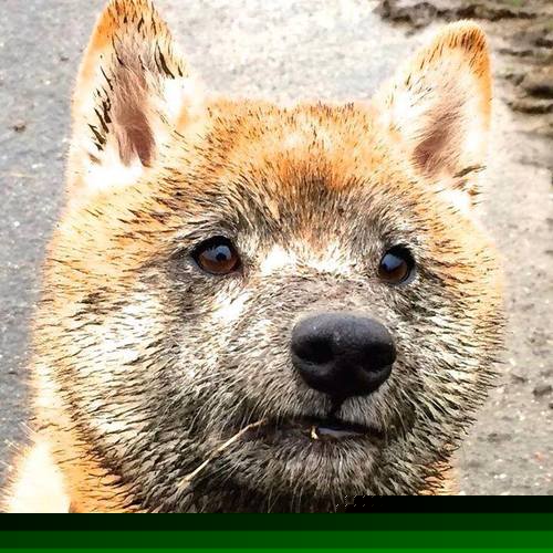 米切尔独舞夜！辽宁破阵压猛龙，跨联赛焦点战见证巨星成色