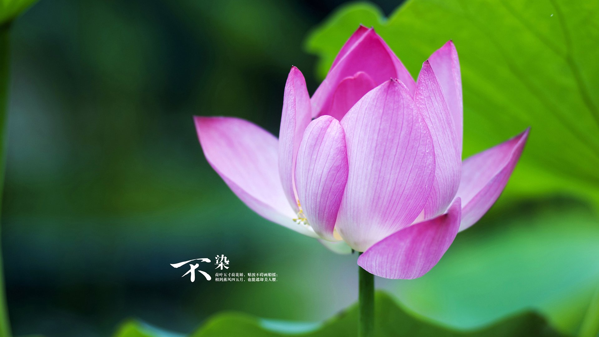 世界排名争夺战焦点战，辽宁队强压吉林队，上演绝地反击