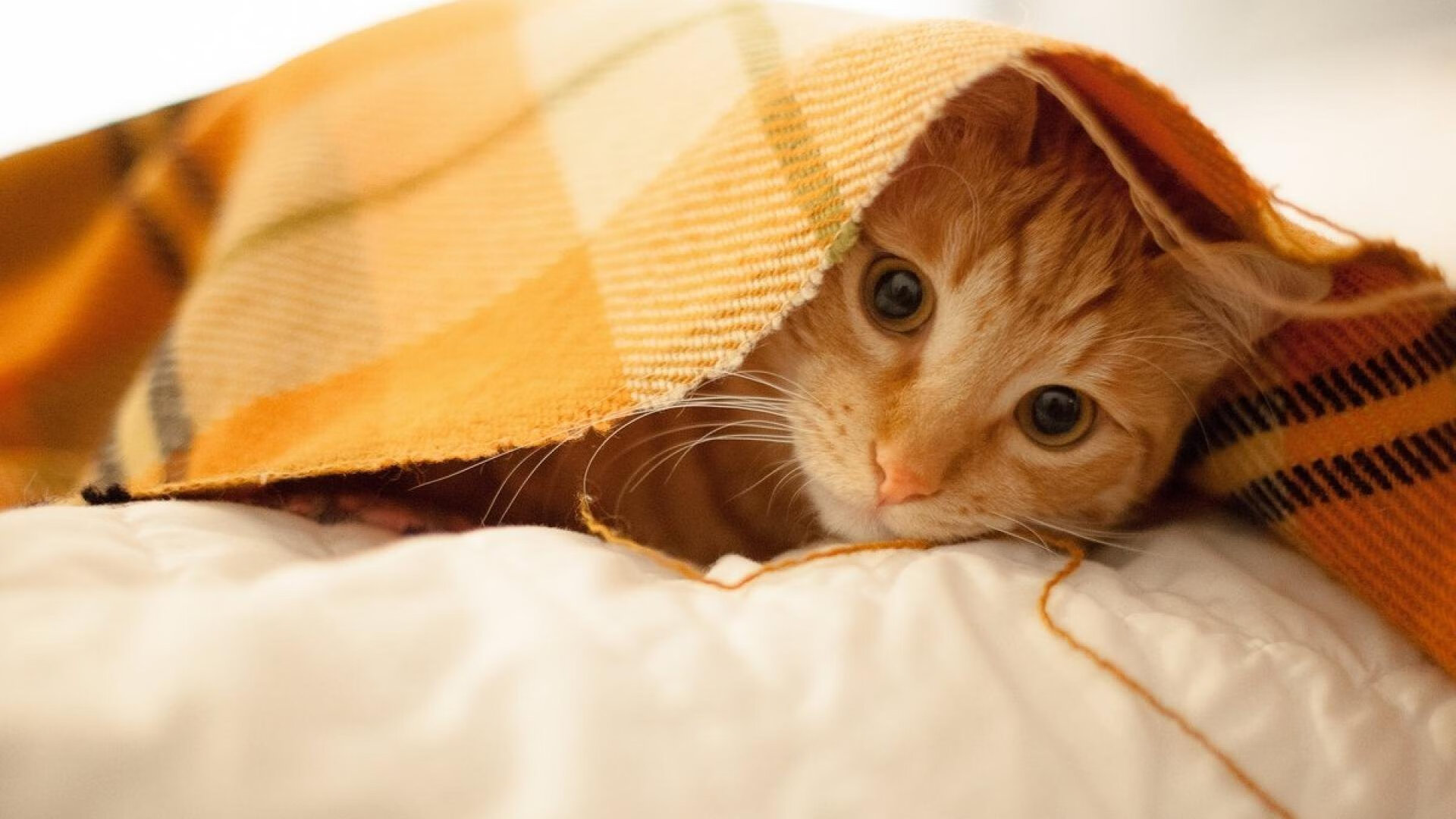 京多安的崛起，从多特蒙德硬仗到世界杯主宰