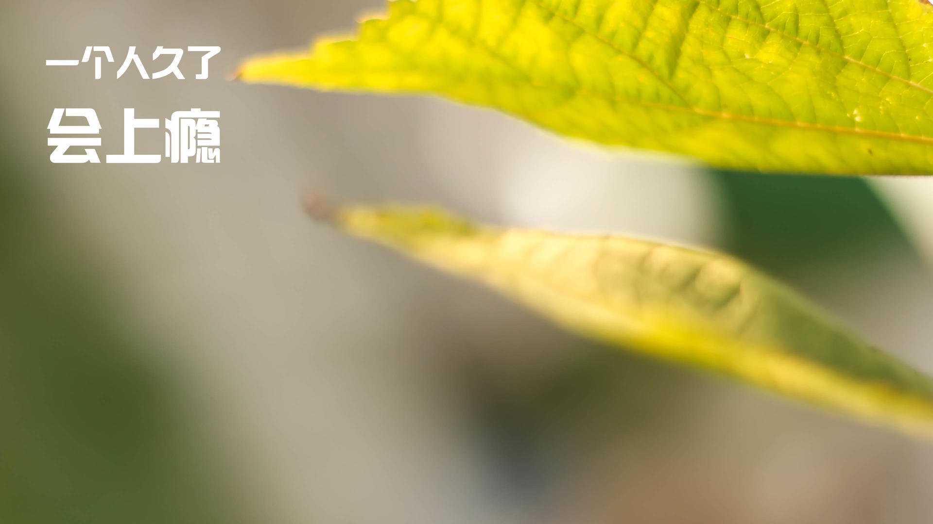 冰川与森林的交响,芬兰坚韧战法下,加克波如何奏响攻防转换的终极乐章?