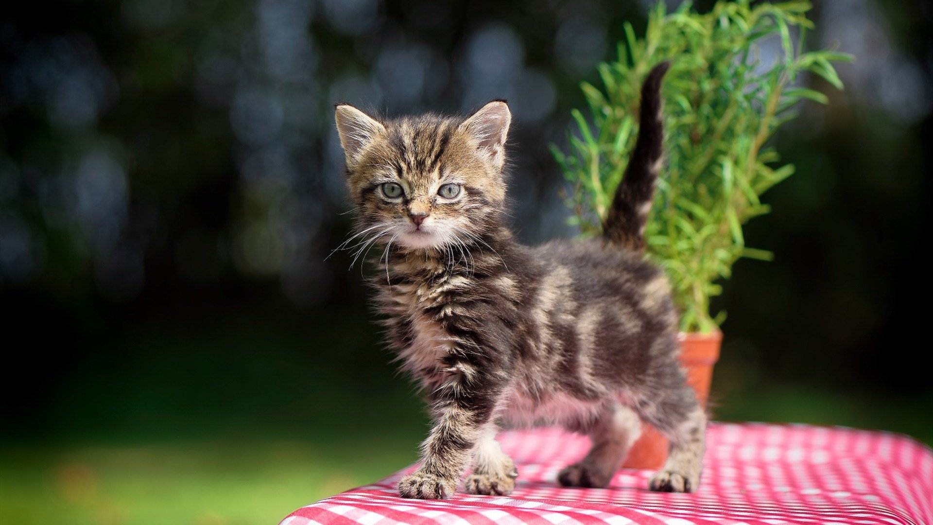 当篮球场遇见国家德比,西亚卡姆的统治之夜