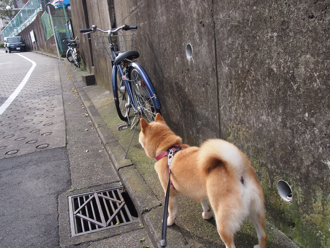突尼斯制胜一击!迪亚斯托起西甲荣耀