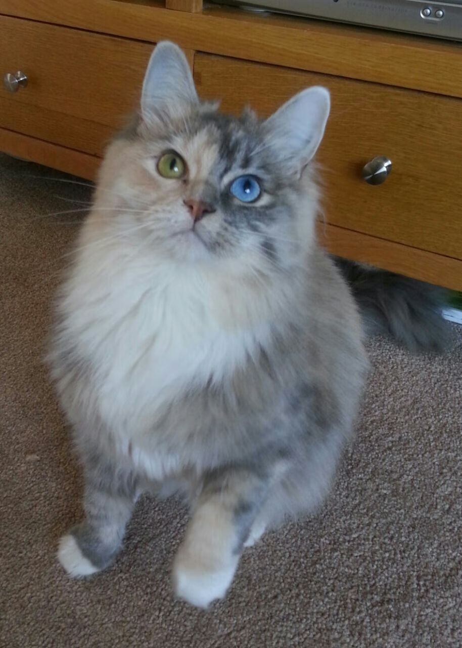 欧冠焦点战,巴黎单节爆发拉开那不勒斯,阿什拉夫关键回合彰显大心脏