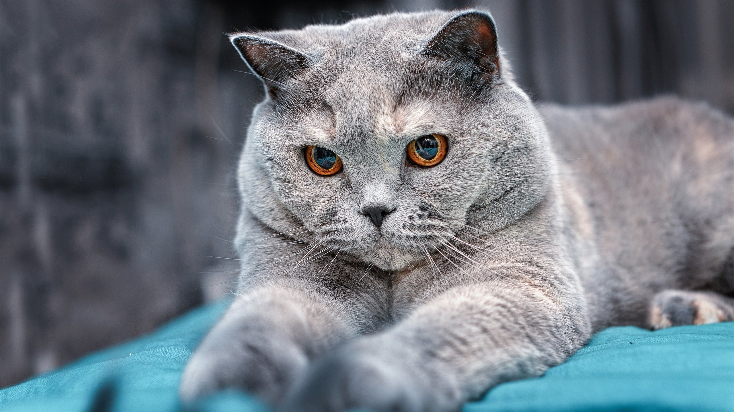 无声者的盛宴与巨星的黄昏，武切维奇的救赎如何映照雄鹿终结费城