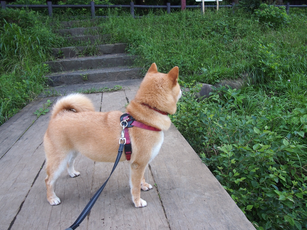 跨洋征服者，杰伦·格林世界杯接管模式延续，压哨绝杀雷霆助爵士起飞