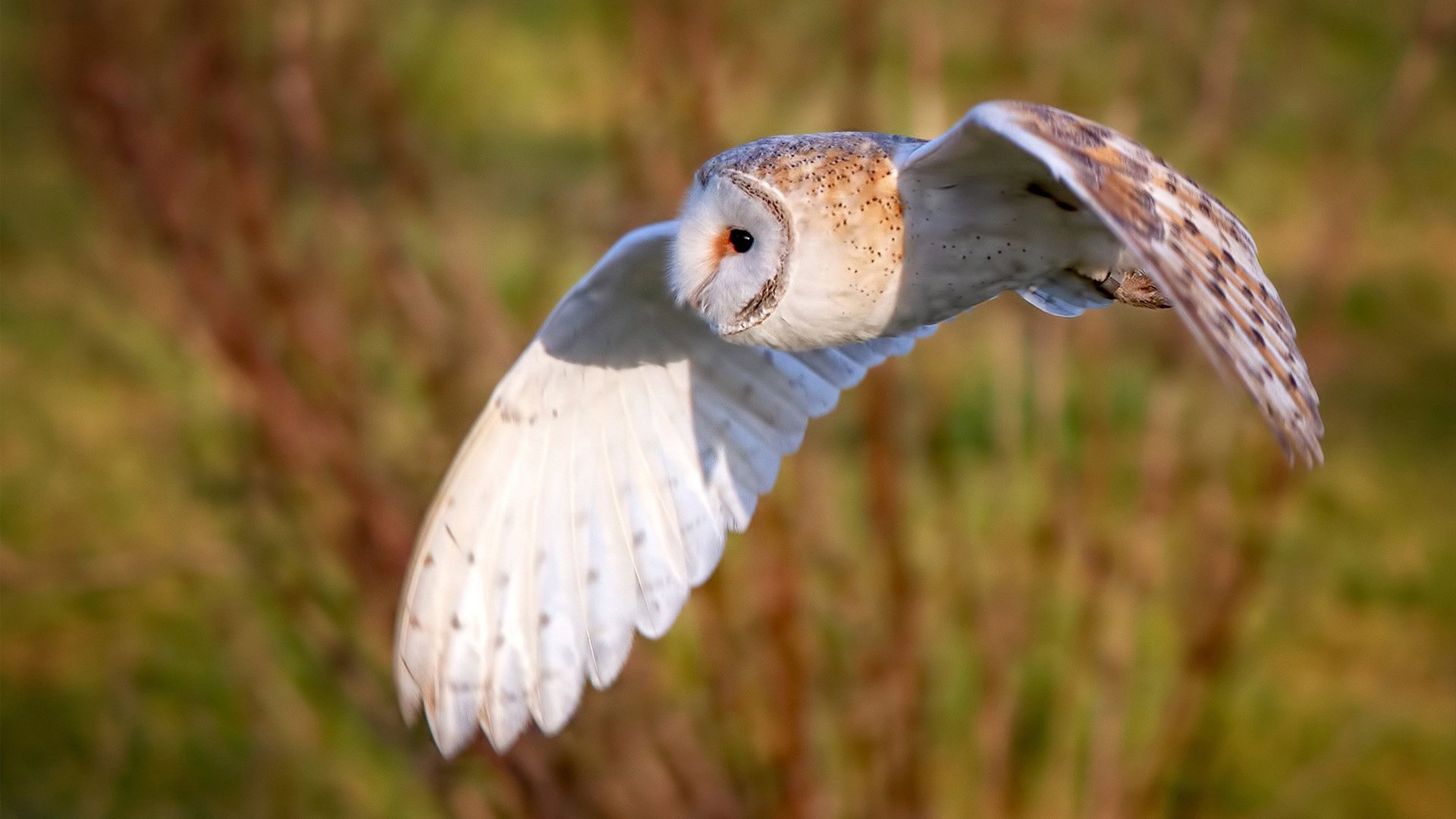 武切维奇，当非典型关键先生重新定义比赛