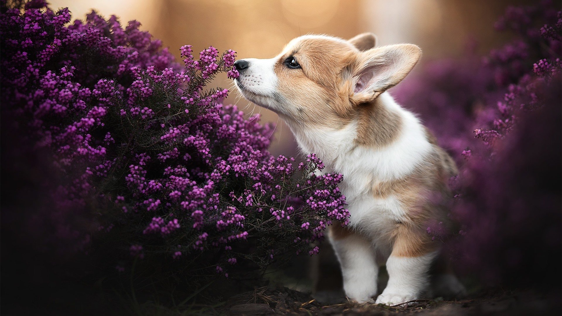 双重证明,当巴斯托尼冲破标签,毕尔巴鄂击穿钢铁防线