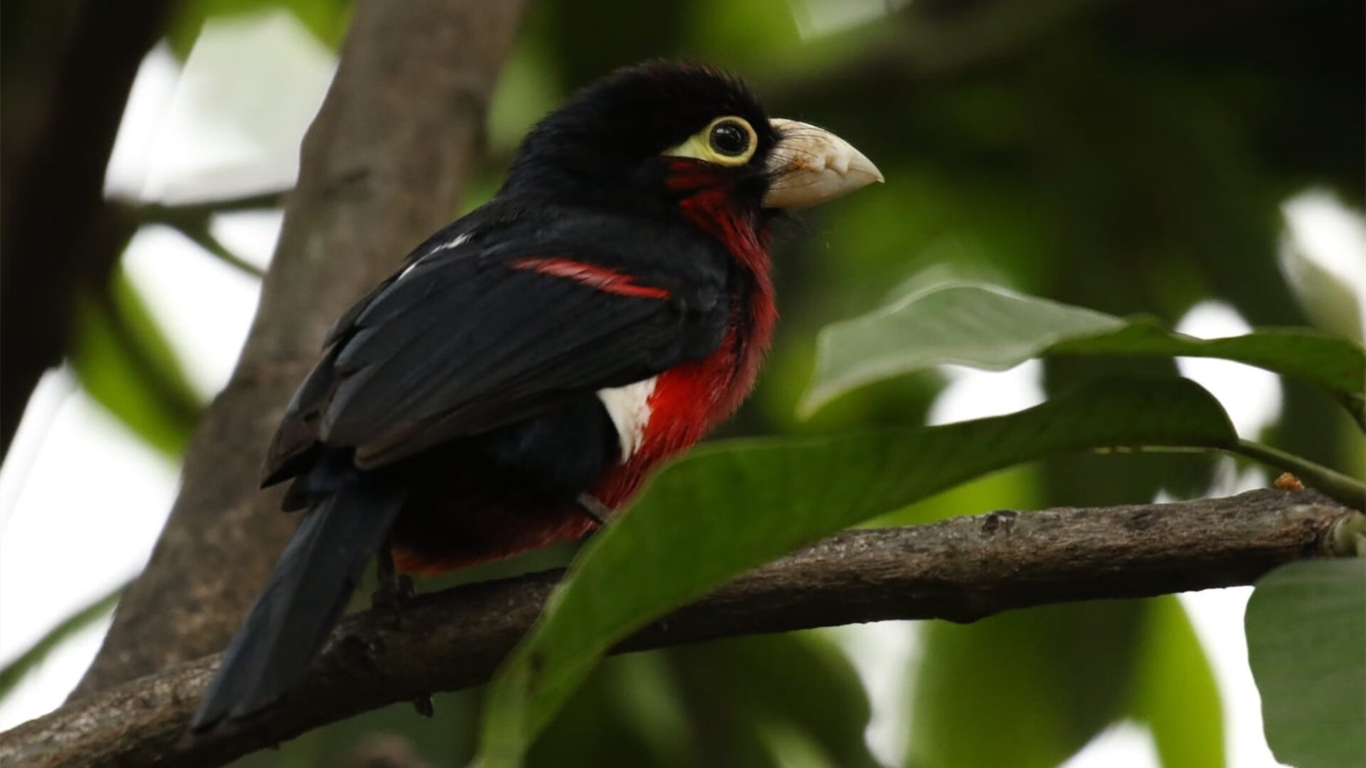 燃！布克火线狂飙，山西血拼终斩猛龙