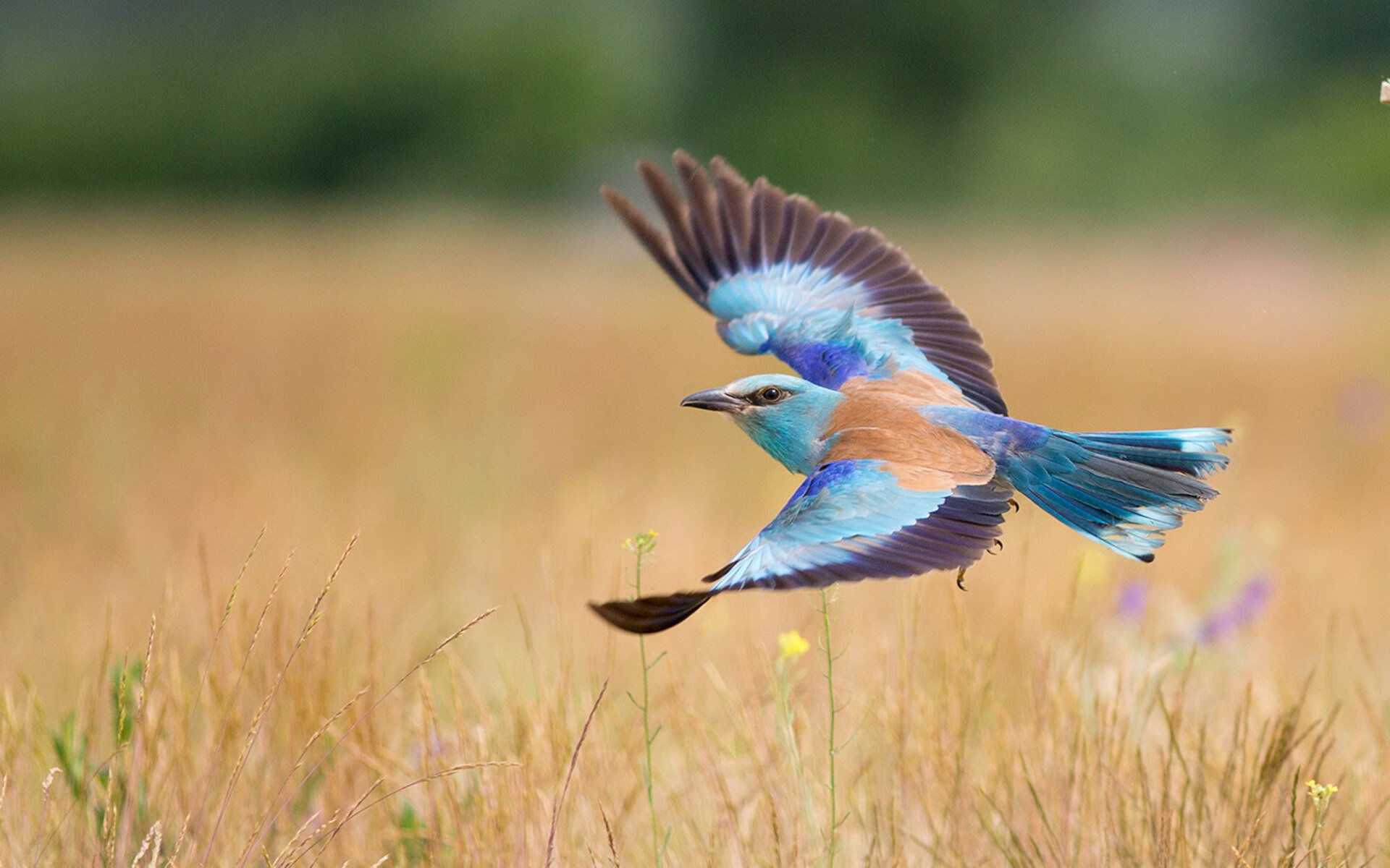 最后一课,季后赛抢七,美国队如何用最残酷的方式粉碎贝蒂斯的美梦?