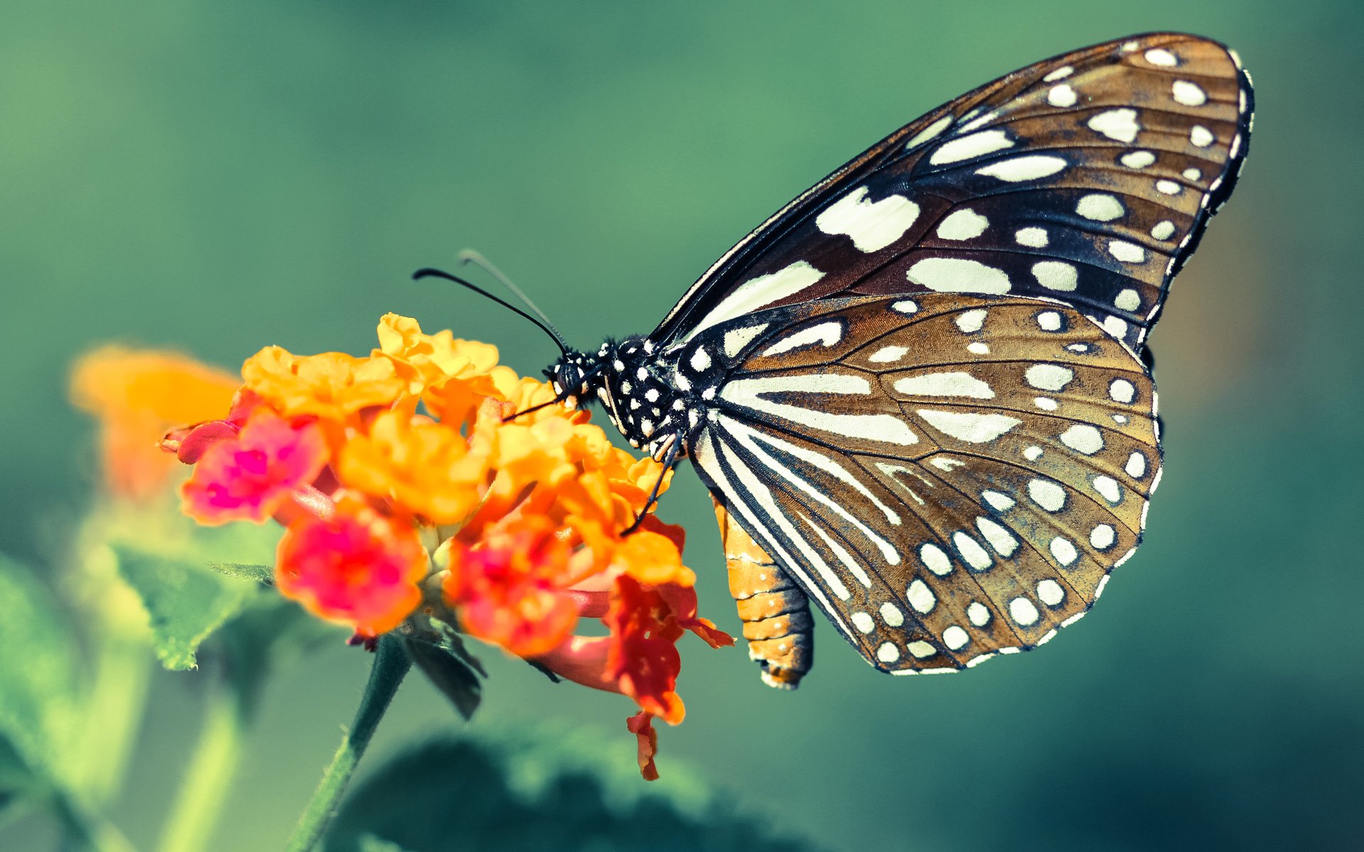 以一敌众的巨人独舞，当浓眉在奇才对森林狼之夜写下攻防教科书