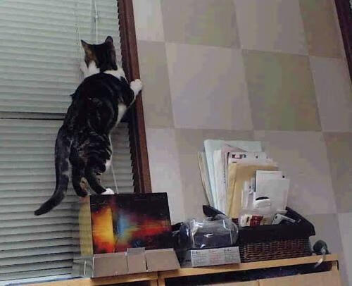 双重风暴，克瓦拉茨赫利亚独角戏与加纳的集体狂想曲