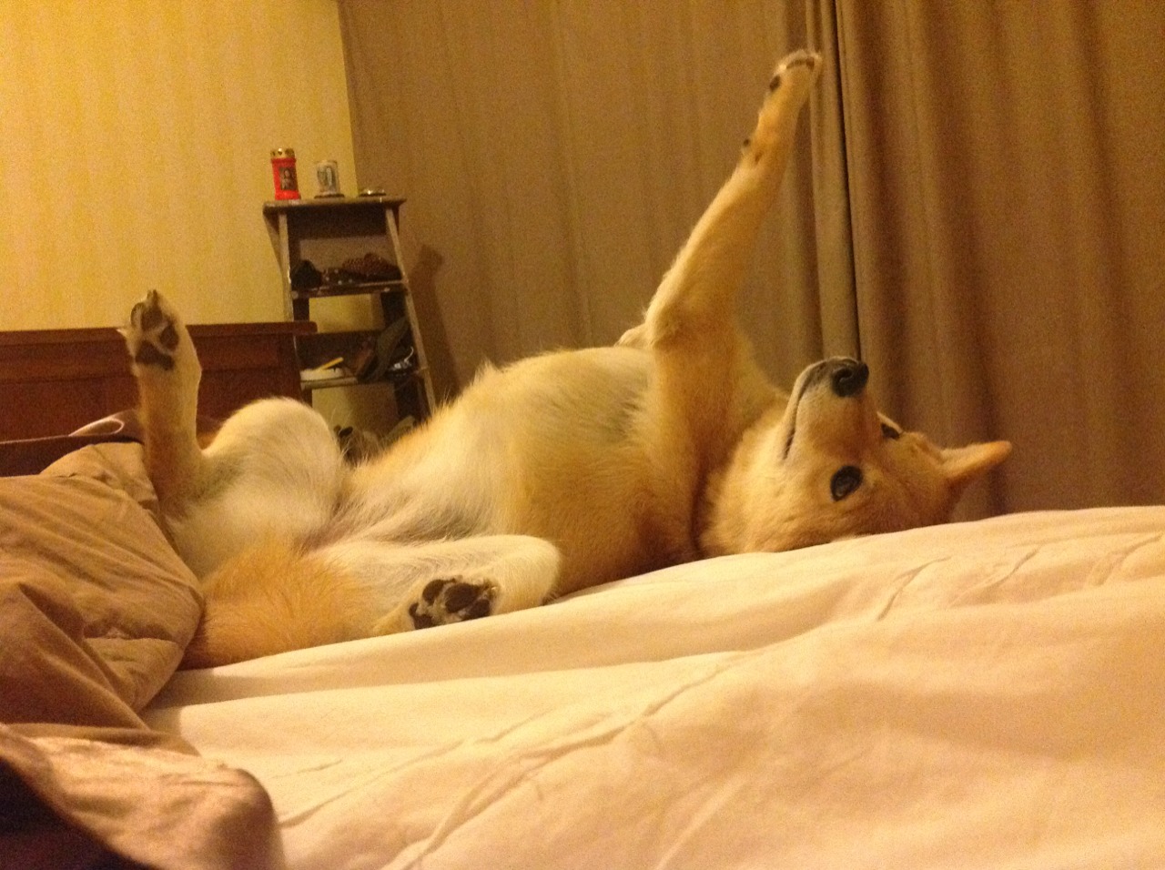 哈利伯顿狂砍29+18，率领开拓者碾压深圳，今夜他是跨越太平洋的全能魔术师