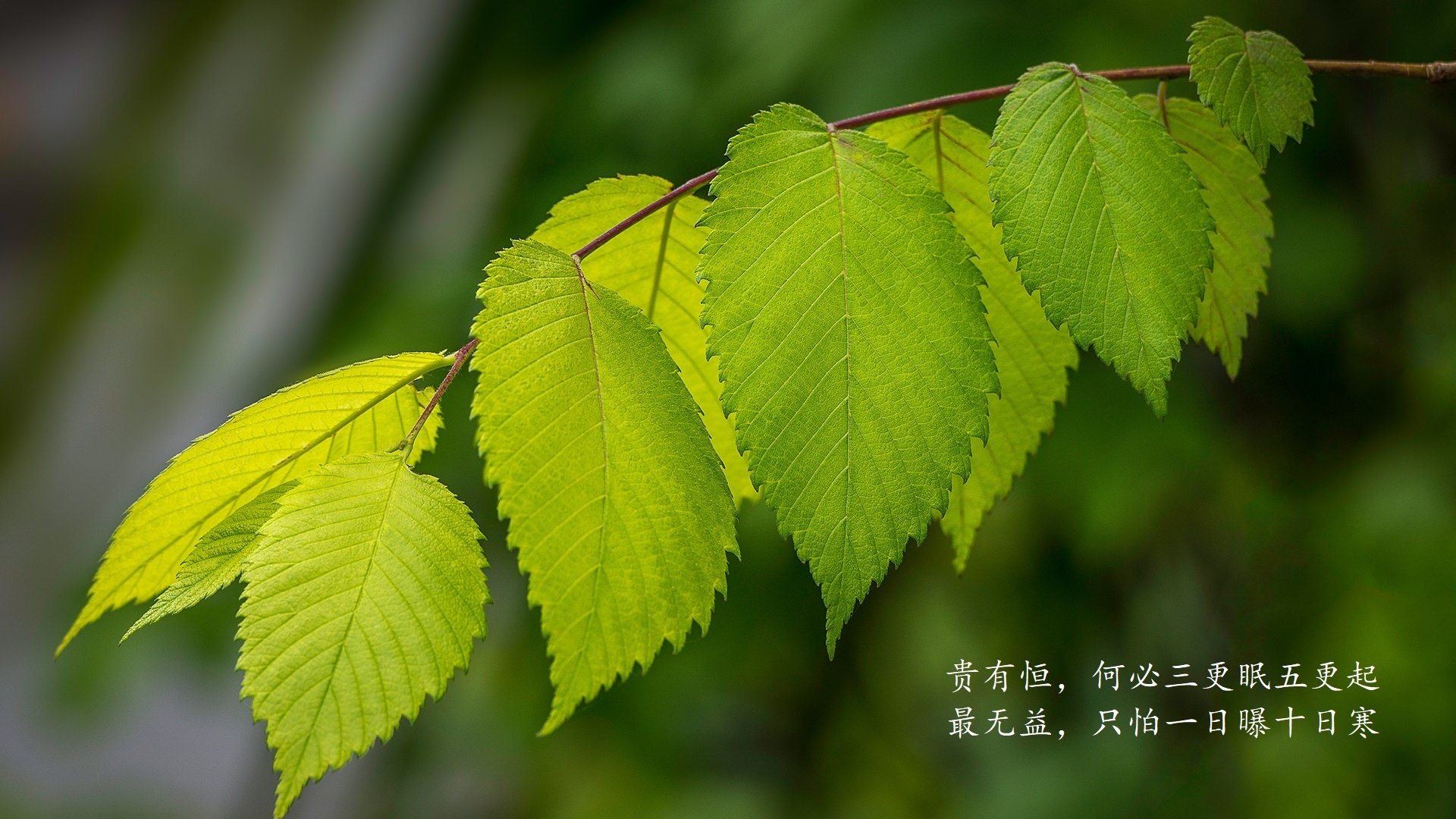 当门将改写历史,2026世界杯E组,库尔图瓦与智利人的一场孤独守望