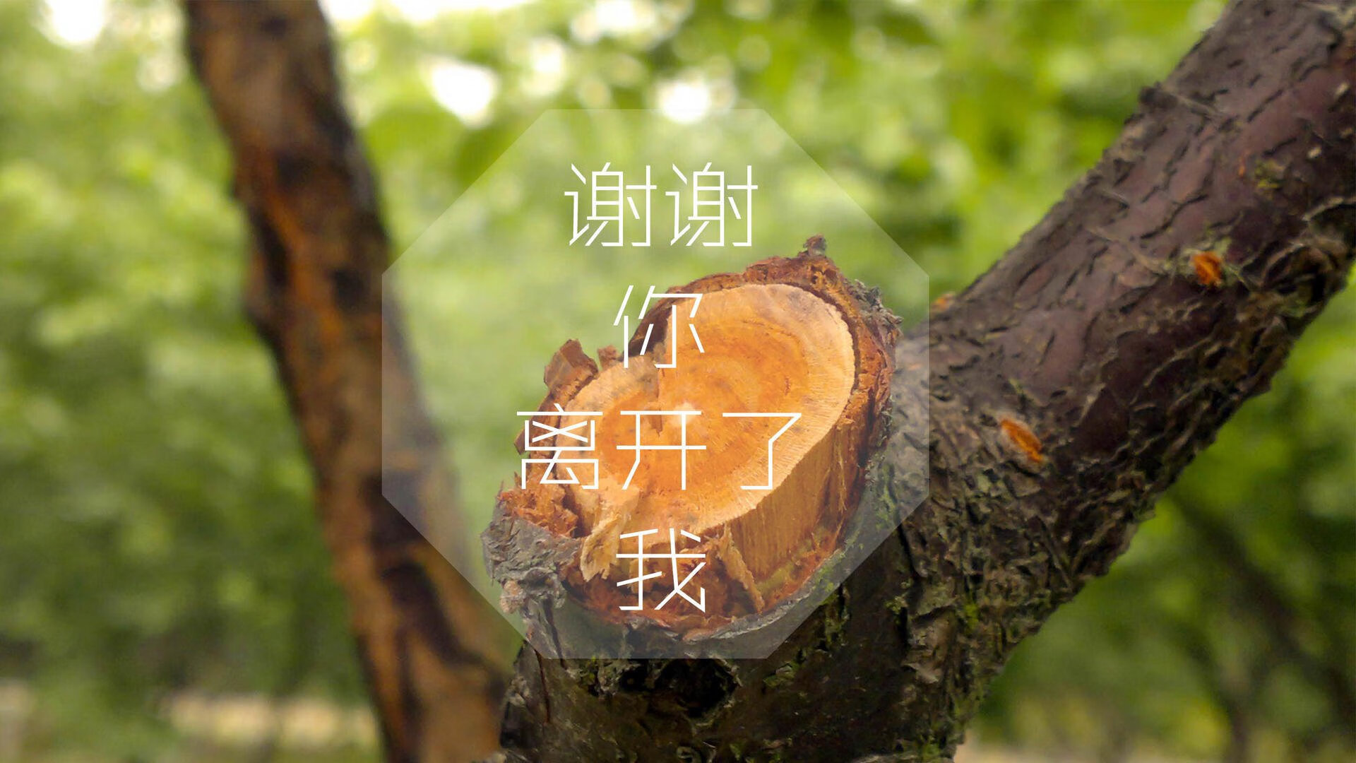 孤星耀世,2026世界杯C组暗战,凯恩一剑封喉,奥地利的沉默与哥伦比亚的狂舞